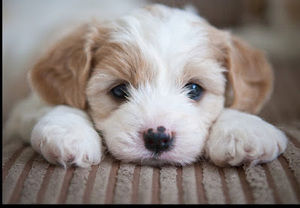 Meet your Posher, Leana